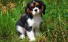 Puppies for sale Cyprus, Nicosia Other breed