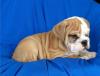 Puppies for sale Cyprus, Protaras English Bulldog