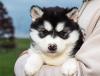 Puppies for sale Cyprus, Nicosia Other breed
