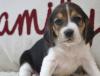 Puppies for sale Cyprus, Paphos Beagle