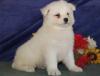 Puppies for sale Cyprus, Ayia Napa Samoyed dog (Samoyed)
