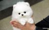 Puppies for sale Cyprus, Paphos Pomeranian Spitz
