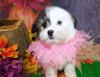 Puppies for sale Cyprus, Nicosia Shih Tzu