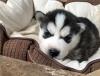Puppies for sale Cyprus, Larnaca Other breed