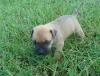 Puppies for sale Cyprus, Larnaca Other breed