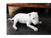 Puppies for sale Cyprus, Protaras Bull Terrier