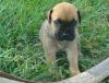 Puppies for sale Cyprus, Larnaca Bullmastiff