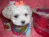Puppies for sale Cyprus, Larnaca Maltese