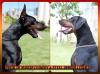 Puppies for sale Austria, Vienna Doberman