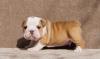 Puppies for sale Cyprus, Protaras English Bulldog