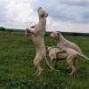 Puppies for sale Slovenia, Belgrade Argentinian Dog, Mastiff