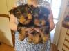Puppies for sale USA, Delaware Yorkshire Terrier