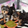 Puppies for sale USA, Oregon Yorkshire Terrier