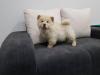 Puppies for sale Cyprus, Ayia Napa Chow Chow