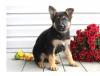 Puppies for sale Cyprus, Nicosia German Shepherd Dog
