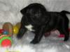 Dogs  free Belgium, Brussels French Bulldog