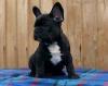 Dogs  free Belgium, Brussels French Bulldog