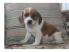Puppies for sale Cyprus, Nicosia Beagle