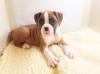 Puppies for sale Spain, Valencia Boxer