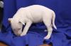 Puppies for sale Cyprus, Larnaca Bull Terrier