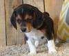 Puppies for sale Cyprus, Paphos Beagle