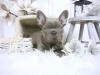 Puppies for sale Latvia, Aluksne French Bulldog