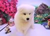 Puppies for sale Cyprus, Ayia Napa Samoyed dog (Samoyed)