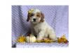 Puppies for sale Cyprus, Paphos Other breed