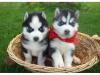Puppies for sale Cyprus, Larnaca Other breed