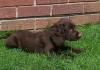 Puppies for sale United Kingdom, Bristol Cocker Spaniel