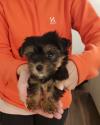 Puppies for sale United Kingdom, Plymouth Yorkshire Terrier