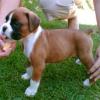 Puppies for sale Cyprus, Larnaca Boxer