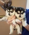 Puppies for sale Cyprus, Ayia Napa Other breed
