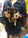 Puppies for sale United Kingdom, London Yorkshire Terrier