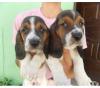 Puppies for sale Cyprus, Ayia Napa Basset Hound