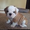 Puppies for sale Cyprus, Ayia Napa English Bulldog