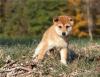 Puppies for sale Cyprus, Nicosia Other breed