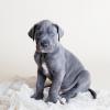 Puppies for sale Cyprus, Protaras Other breed
