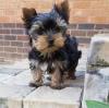 Puppies for sale Cyprus, Protaras Yorkshire Terrier
