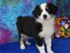 Puppies for sale Cyprus, Protaras Australian Shepherd