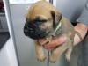 Puppies for sale Cyprus, Nicosia Bullmastiff