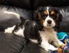 Puppies for sale Cyprus, Nicosia Other breed
