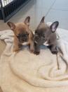 Puppies for sale United Kingdom, London French Bulldog
