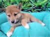 Puppies for sale Cyprus, Protaras Other breed