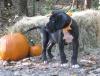 Puppies for sale Cyprus, Protaras Other breed