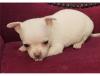 Puppies for sale Cyprus, Nicosia Chihuahua