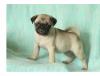 Puppies for sale Cyprus, Larnaca Pug