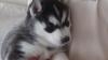 Puppies for sale Malta, Valletta Haski, siberian husky puppies