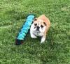 Puppies for sale Ukraine, Exactly English Bulldog