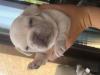 Puppies for sale Spain, Alicante French Bulldog